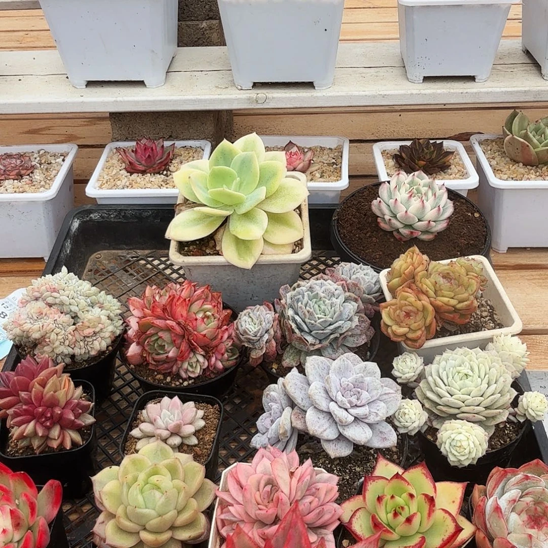 1223-62豆子玛丽亚锦