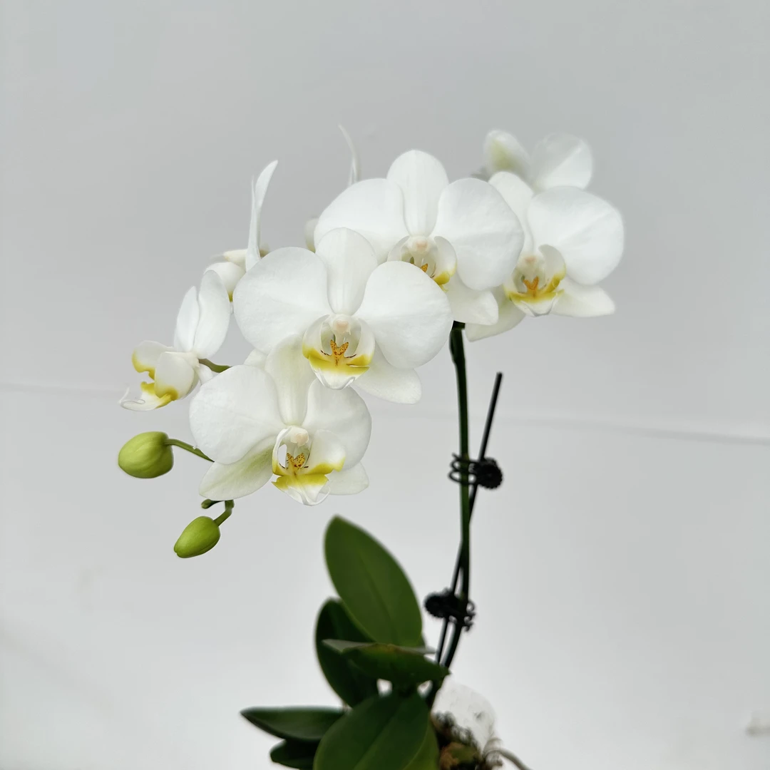 简馨优选【莱希】-蝴蝶兰花组盆带花带花苞种植基地发货1-1