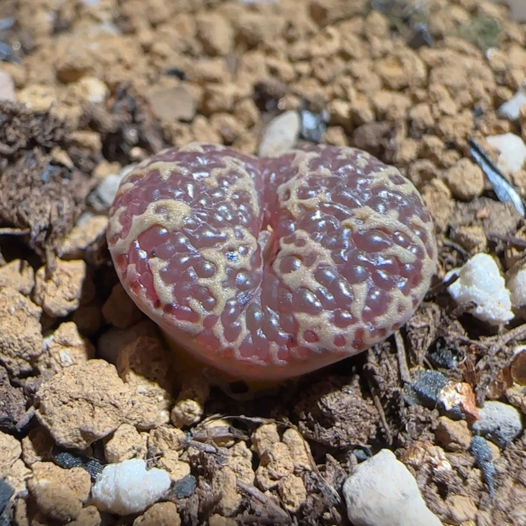 肉锥多肉植物组合-超级泡泡勋910