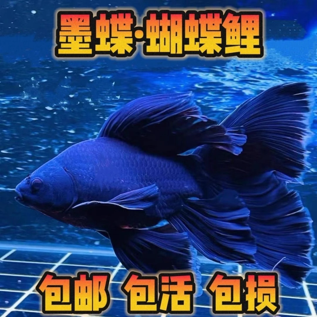 【精品】墨蝶黑色蝴蝶鲤观赏鱼广温鱼大鳍大尾好养耐活