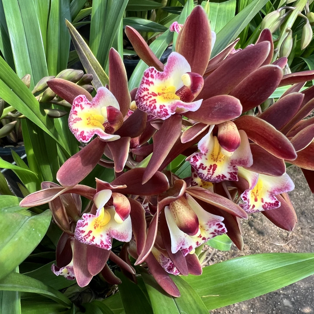 红玛瑙 桌面款带花香 红色系兰花 云南基地直发