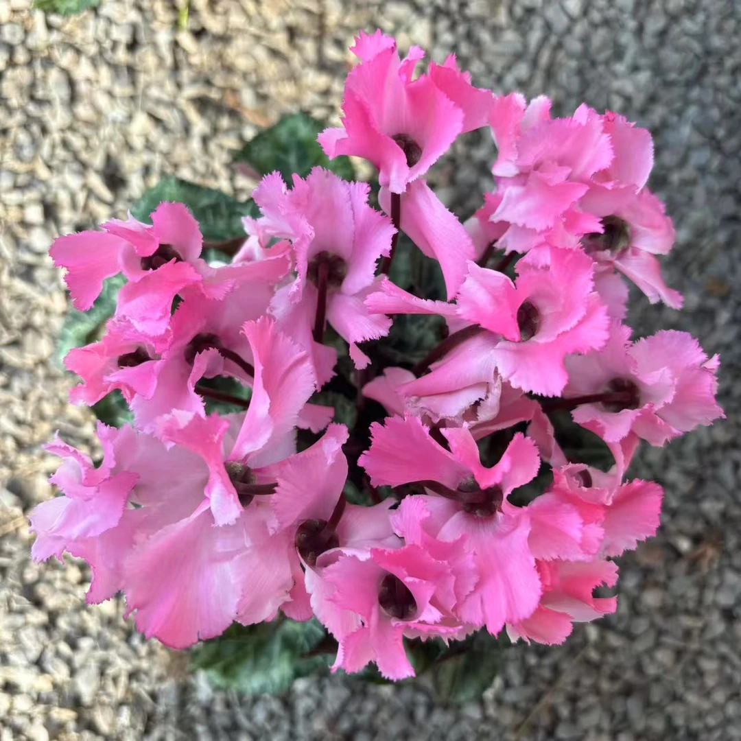 【花开啦】（贝拉）少女粉！超仙！F1代仙客爆花仙客来室内阳台桌面花卉