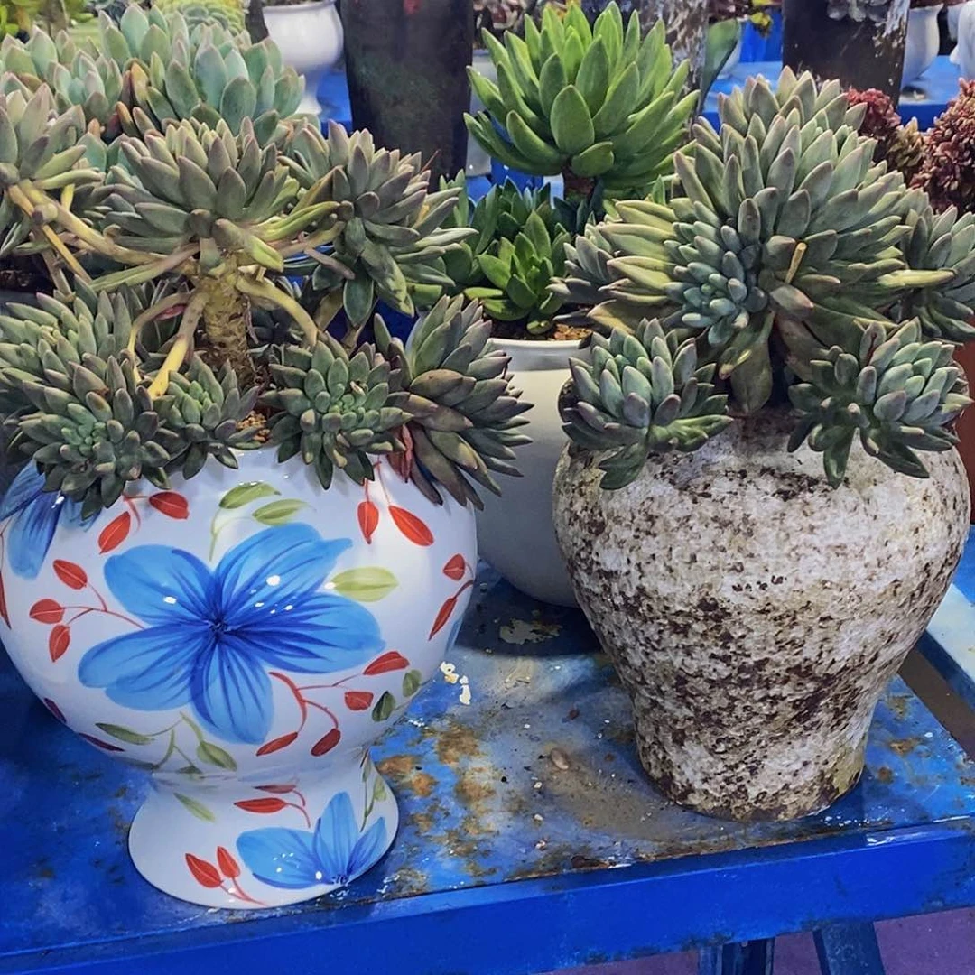 决2颗多肉植物带盆物流自理