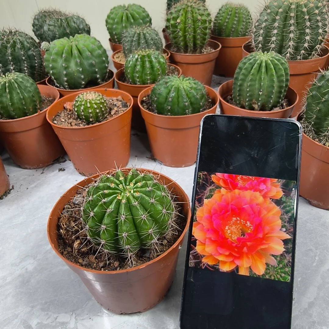 小黑黑003号带盆发（6cm）