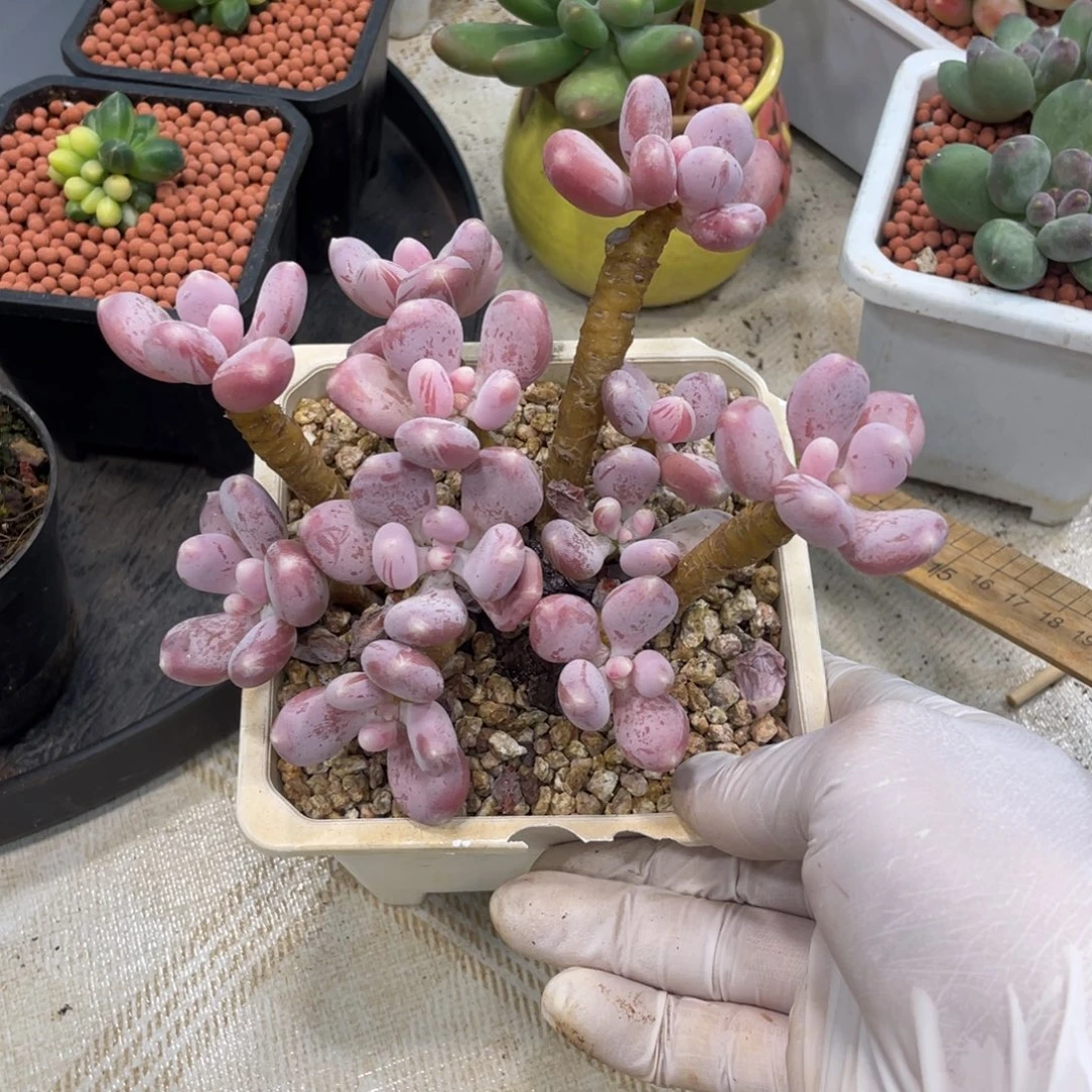 多肉植物稻田鸡奶酪