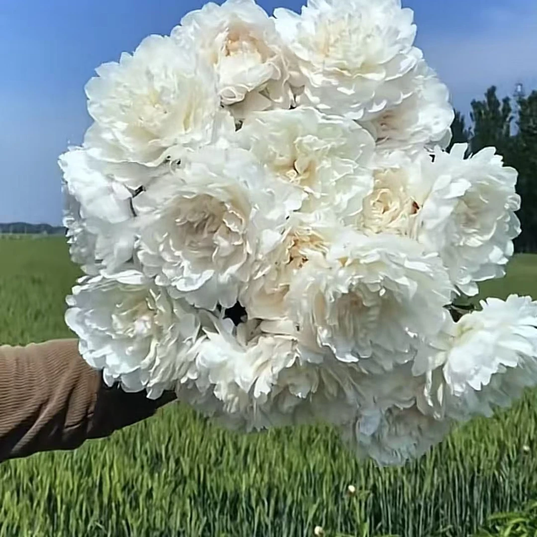 杨妃出浴芍药种球浓香型白色系包真重瓣大花观赏芍药盆栽地栽花卉