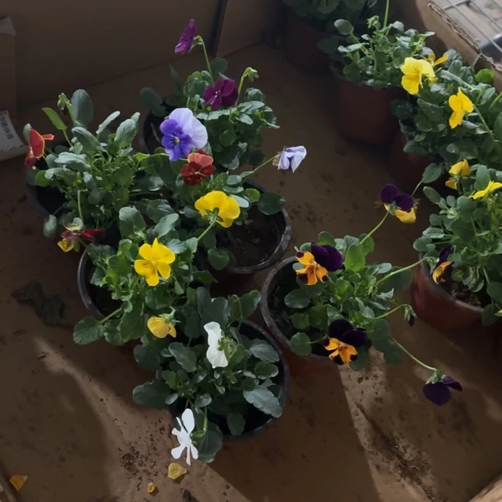 全部花苞角堇福利随机一盆