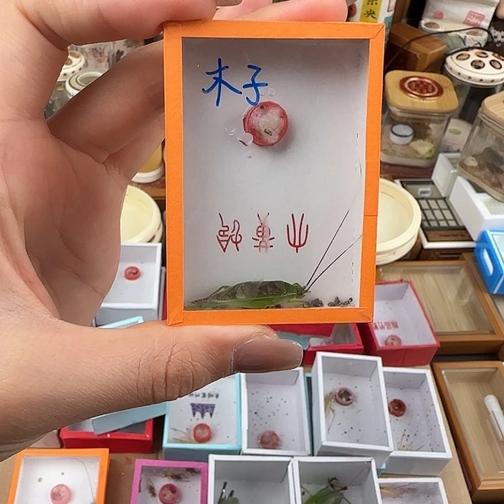 木***^蟋蟀木子霍氏一只