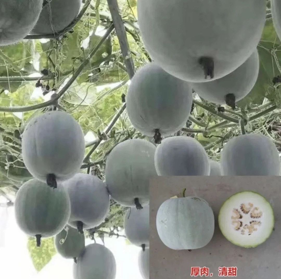 【一串铃冬瓜种子】粉皮小冬瓜种籽四季盆栽春季庭院种植蔬菜种子