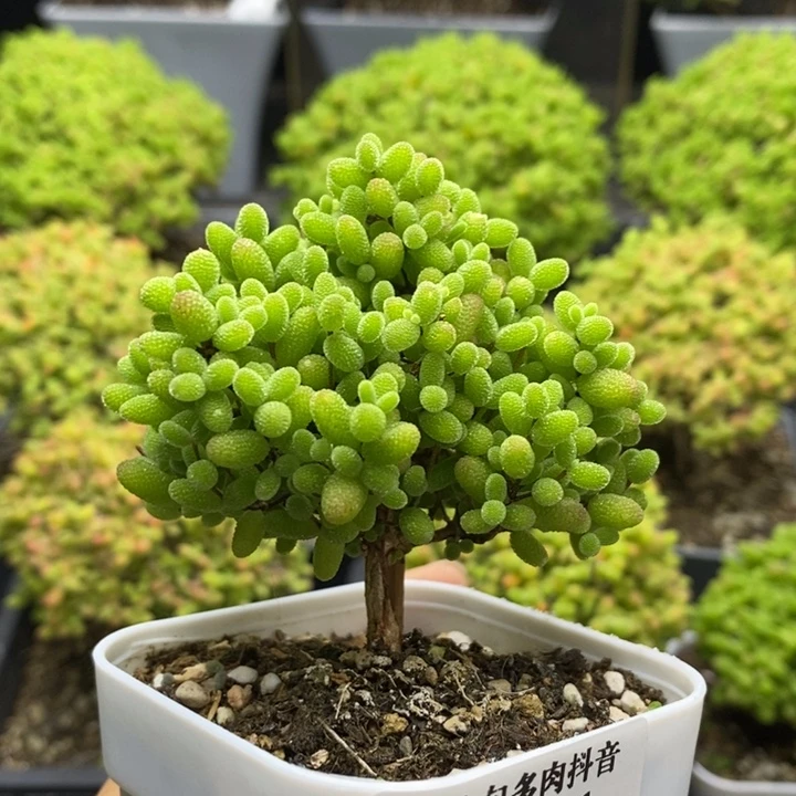 蜜橘糖球7211枝干番杏