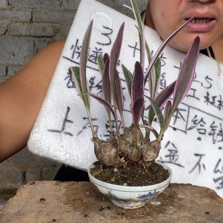 龙*退款拉黑一物一拍152