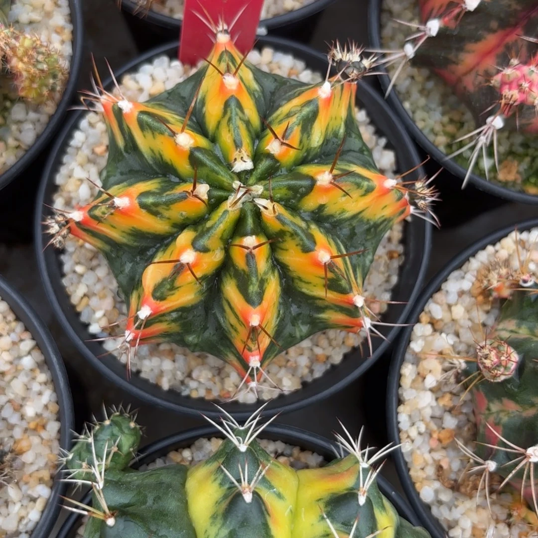 190-1214泰国发货多肉