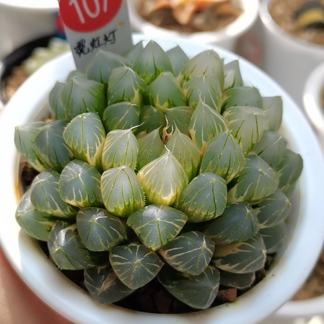 107号霓虹灯一物一拍带盆土发货