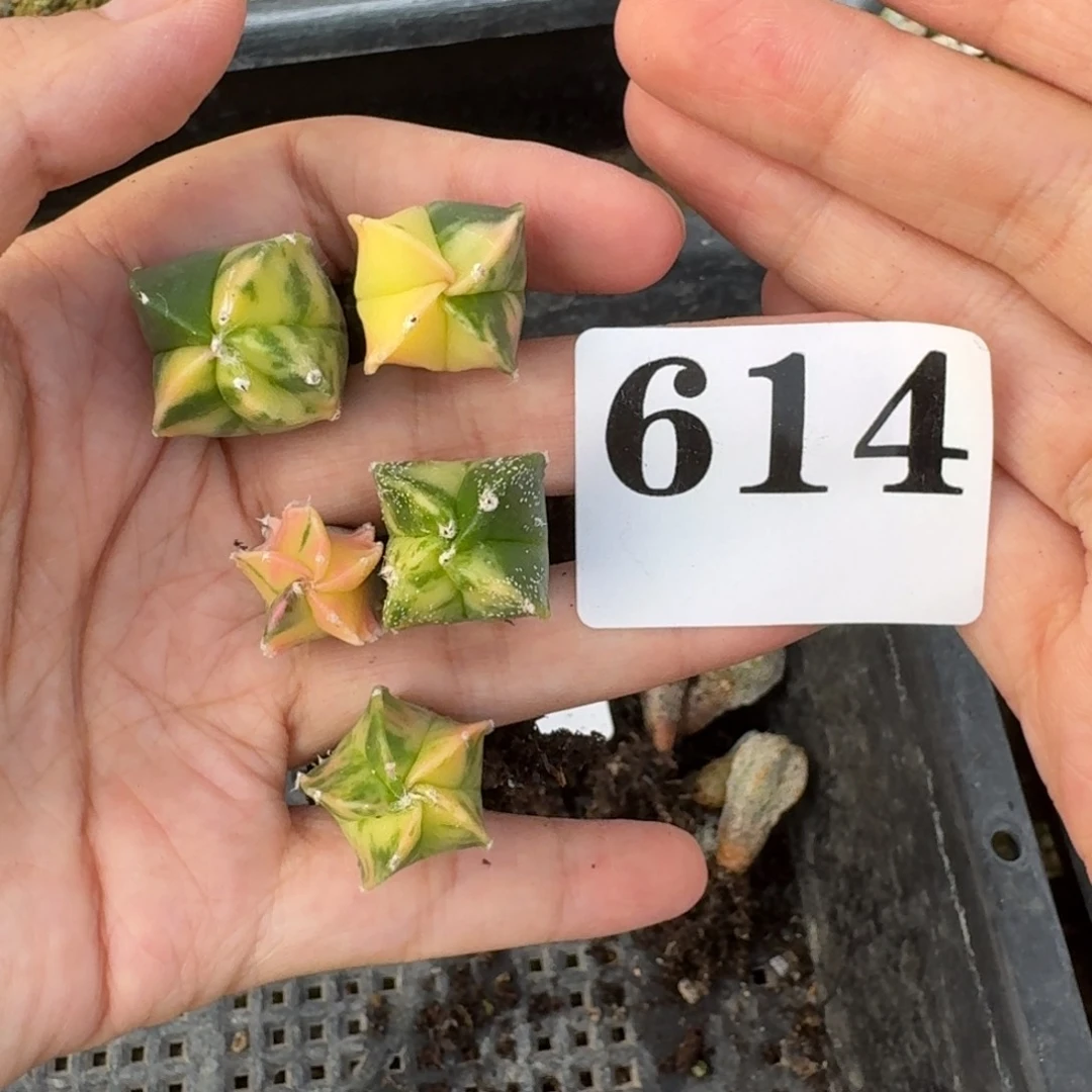 实生鸾凤玉锦一物一拍多肉