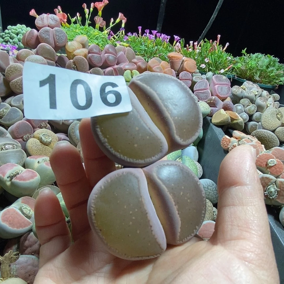 生石花一物一拍106