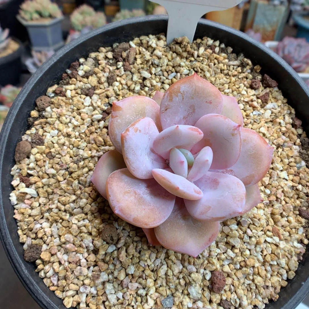 581奶茶多肉植物一物一拍
