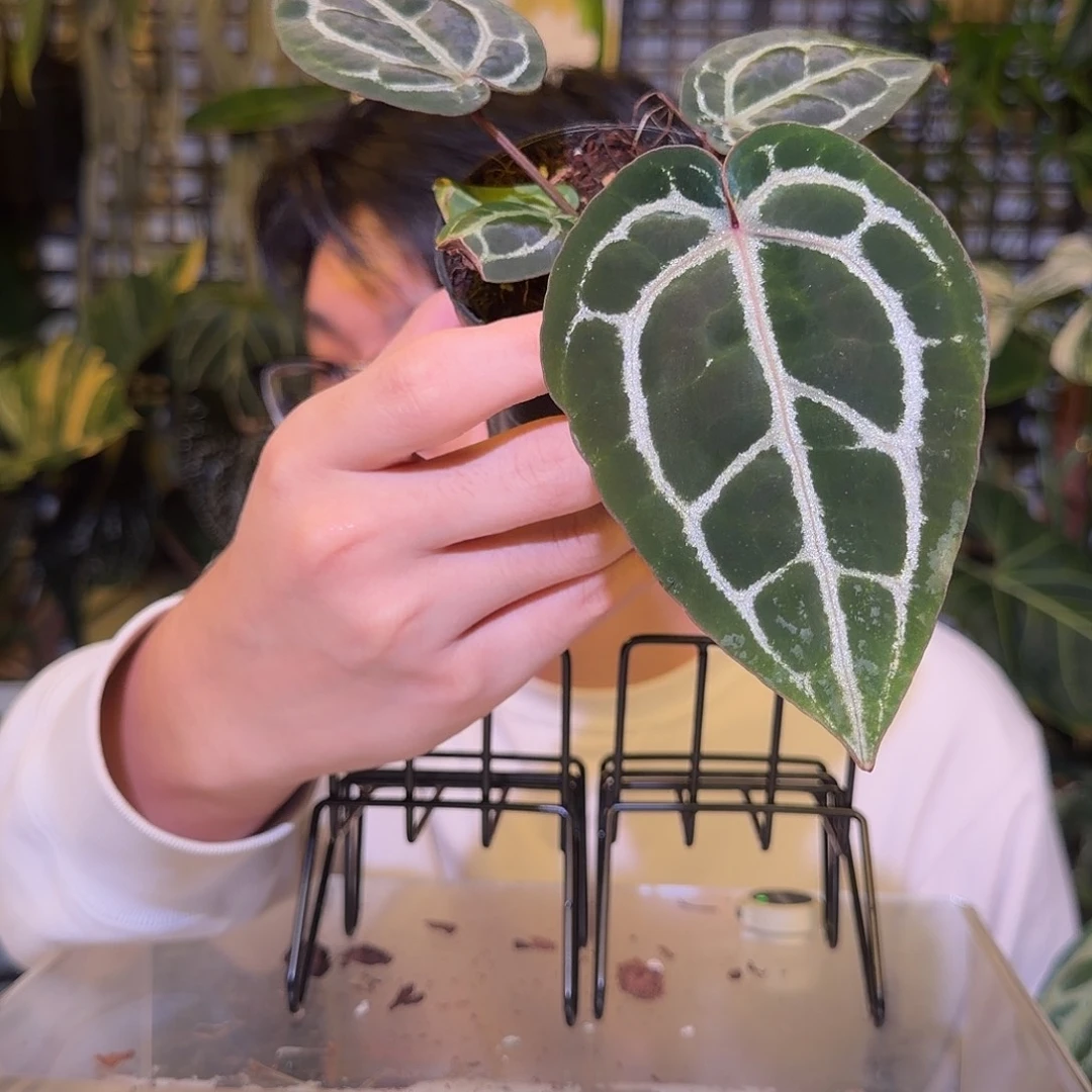 完全开放F740 米歇尔杂红铜