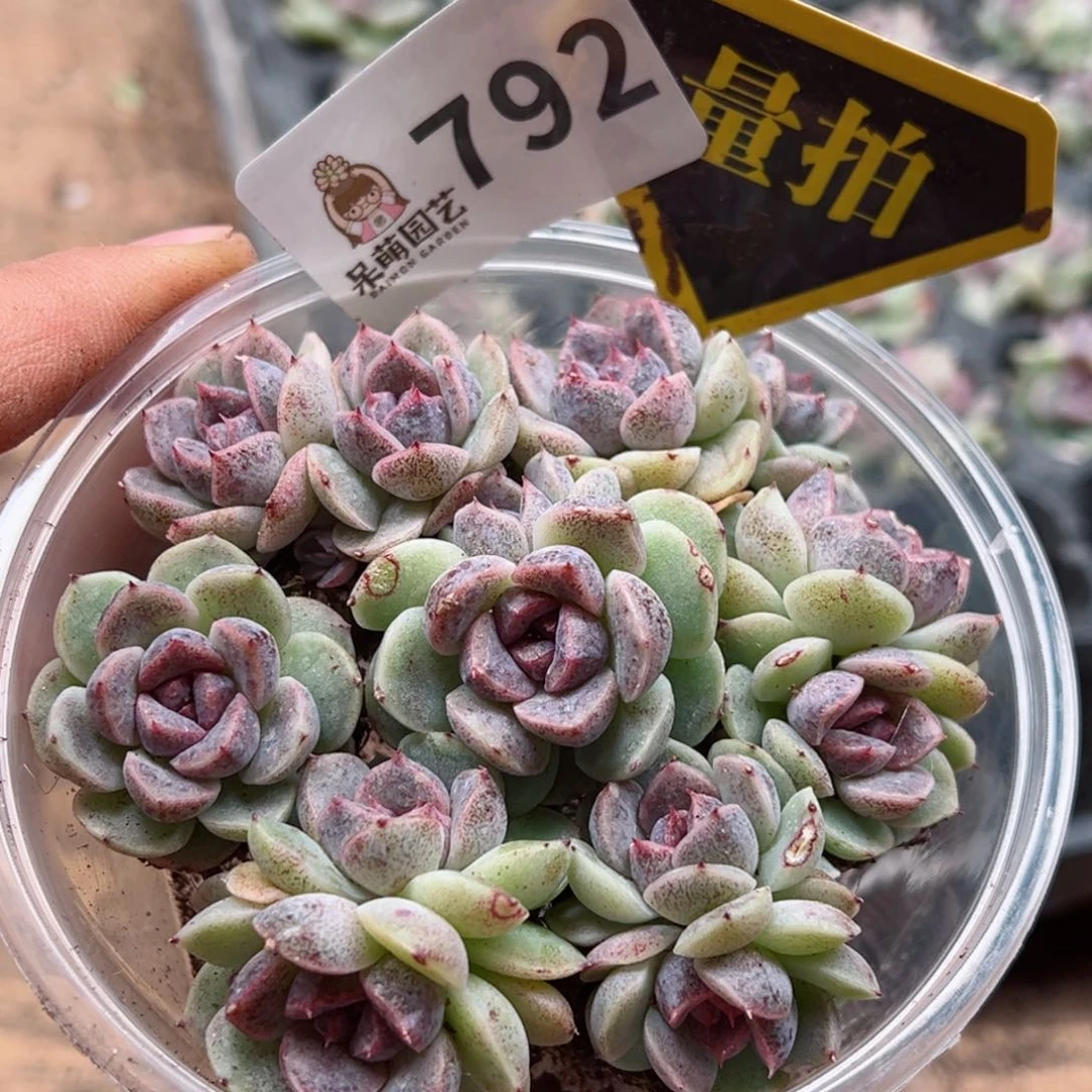 多肉植物多肉植物