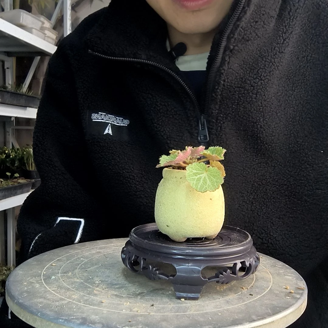 满****远小盆景小植物一物一拍247