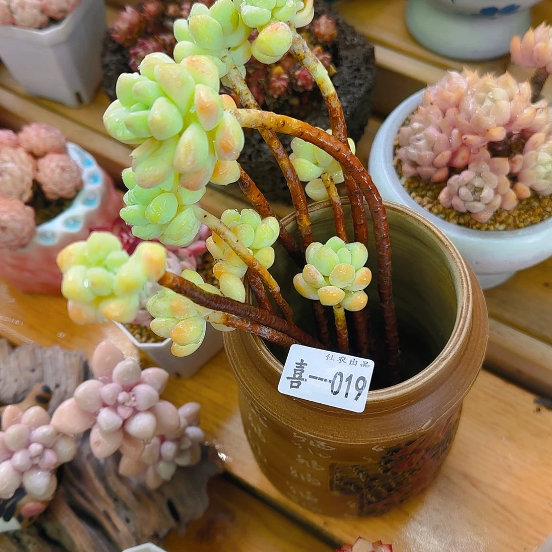 假**7天使，019、仙农出品