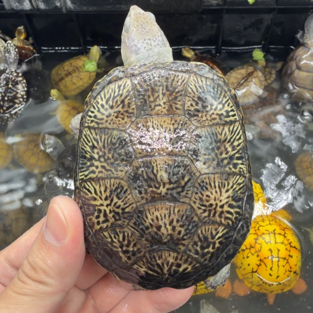 宠物龟不分公母欧泽瑕疵