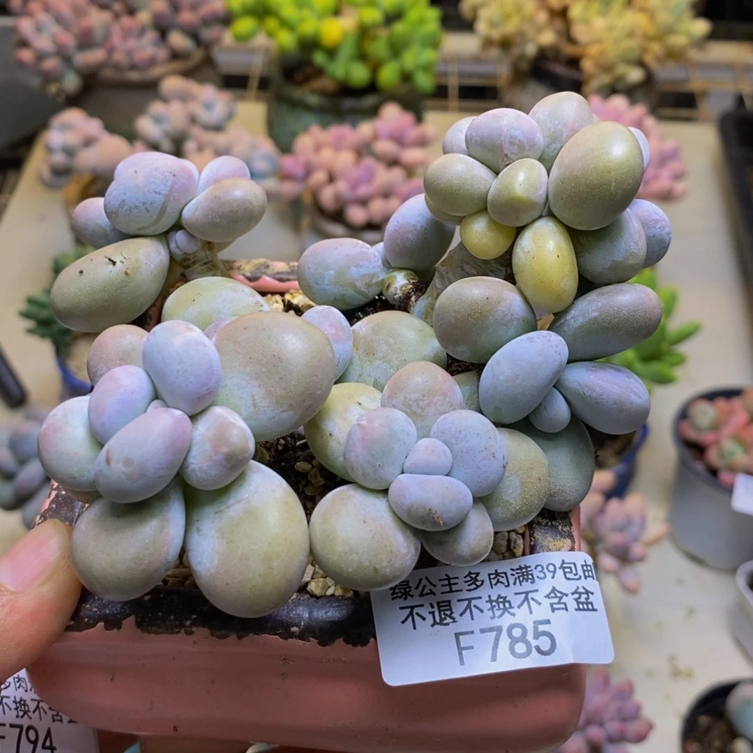 785芭比奶多肉10cm