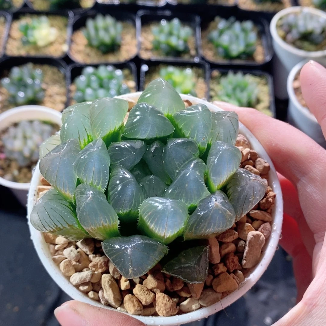 特丸玉露多肉植物