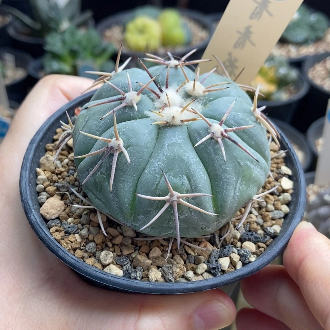实生尖红丸平丸6.2cm