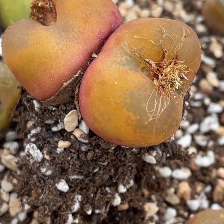 邹***邹78880088889880888888