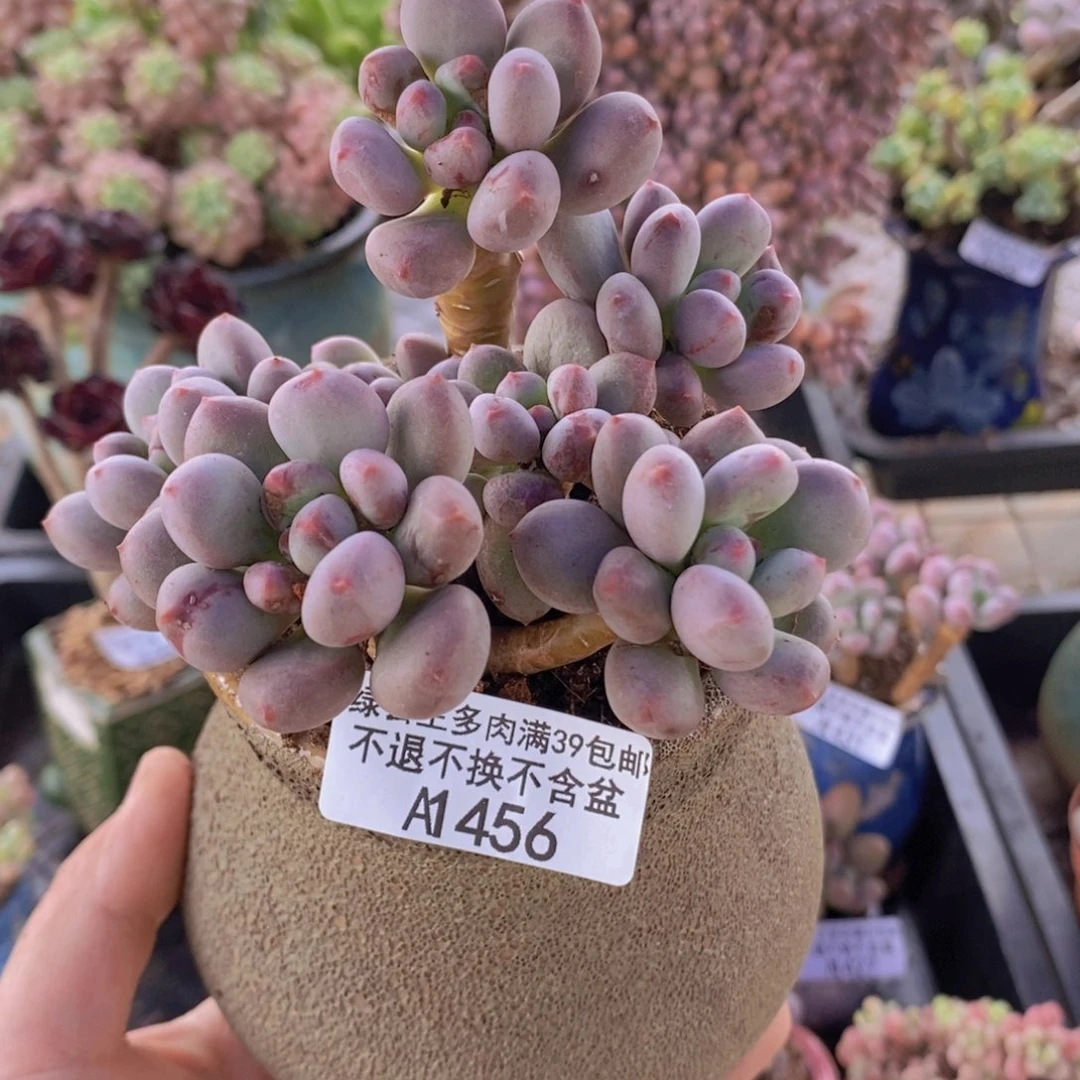 仙子桃花奶10cm456多肉植物