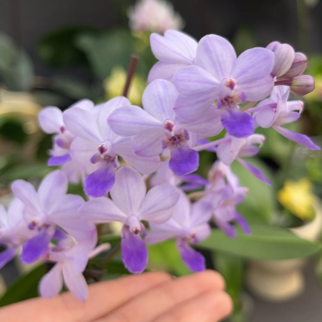 无花朵4寸蓝色梦幻苗