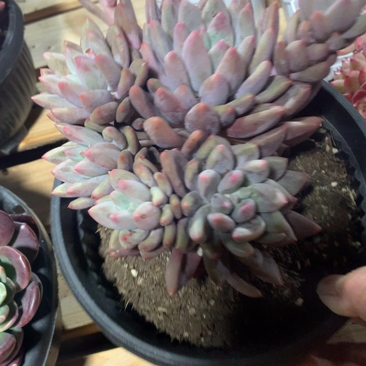 多肉植物多肉植物