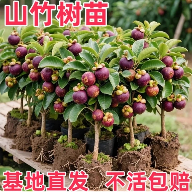山竹树苗正宗无核山竹果苗南方北方种植四季庭院盆栽地栽当年结果