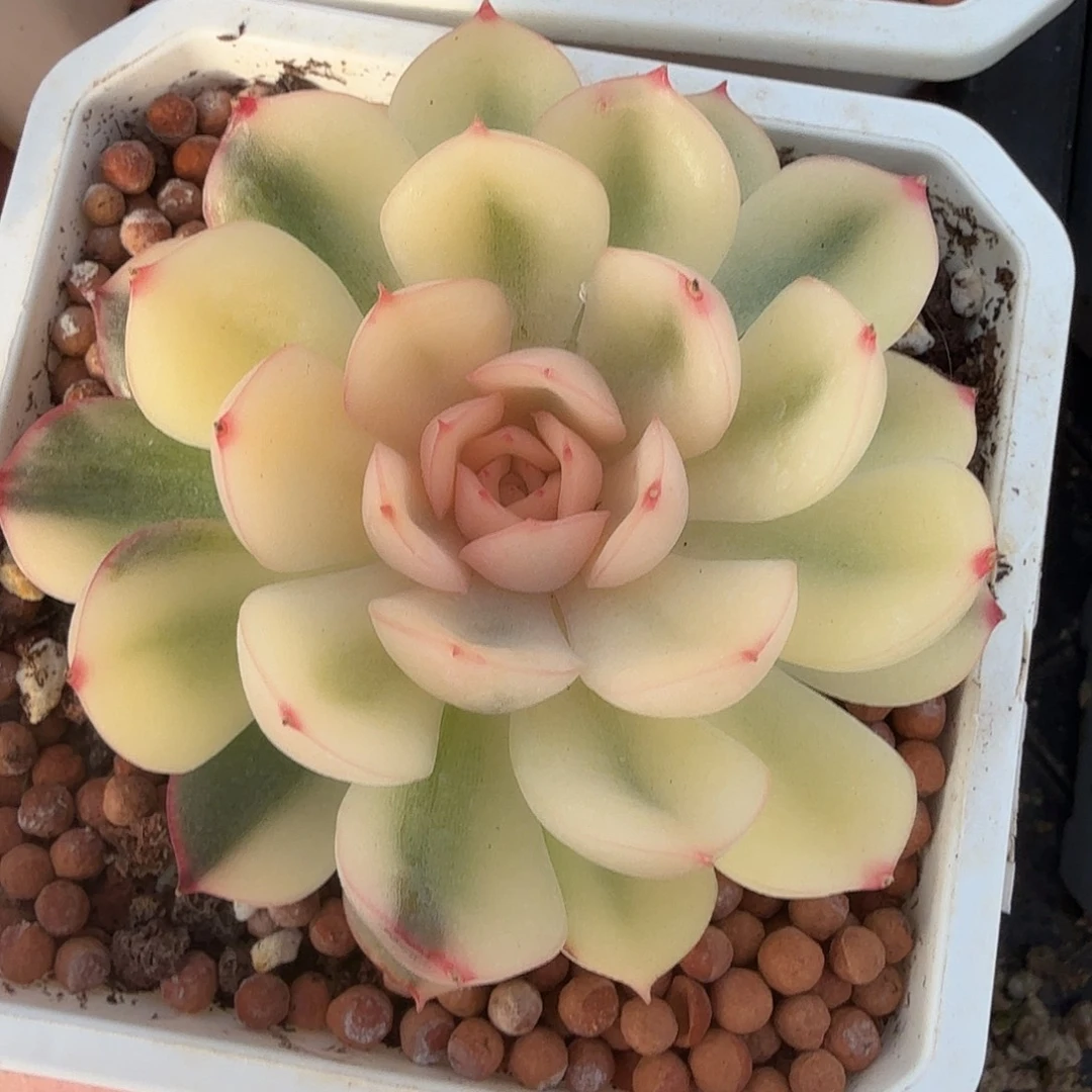 武仙座锦，宽覆轮锦。