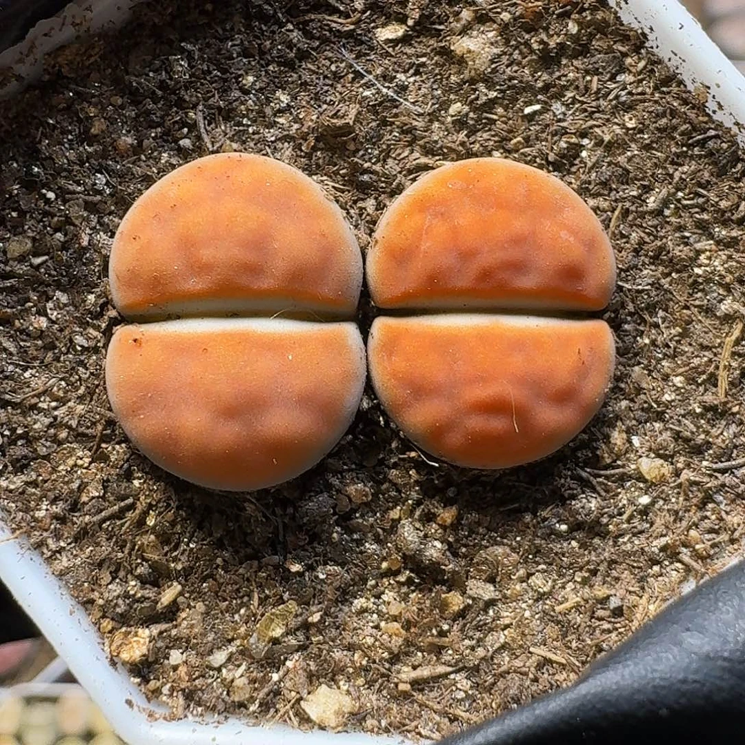 生石花1111111。  75