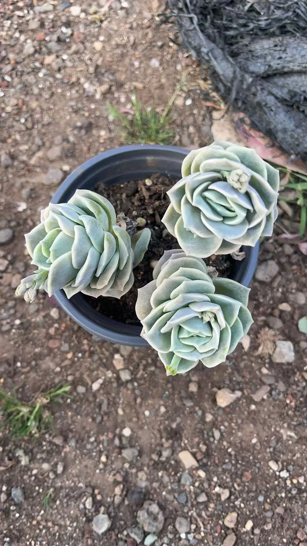 可爱玫瑰 多肉植物 易养活 栽种养护
