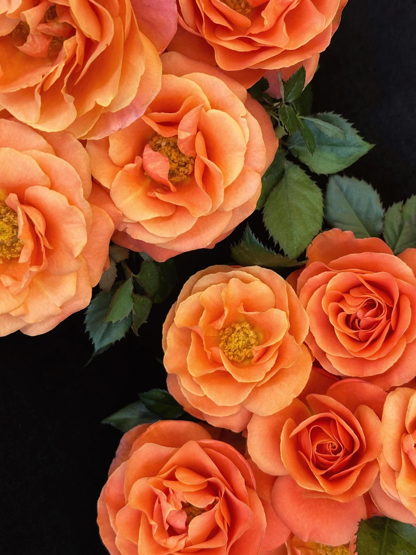 (橙色甜心)月季盆栽地载室内室外都可以养