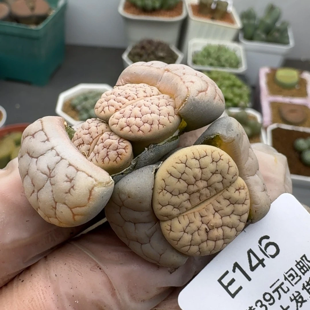 呵**呵146哈哈哈哈哈哈哈哈哈