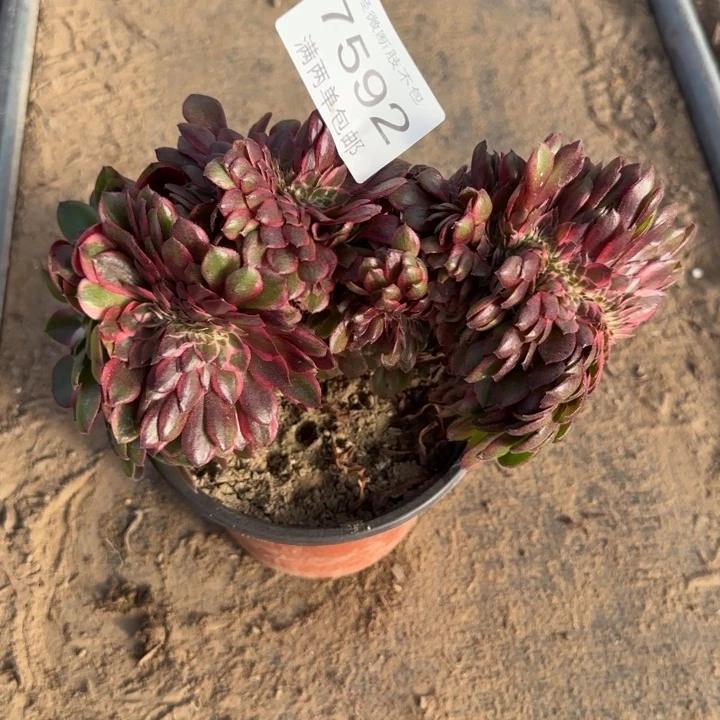 7592荔枝多肉植物
