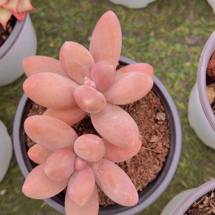 健健康康平平安安