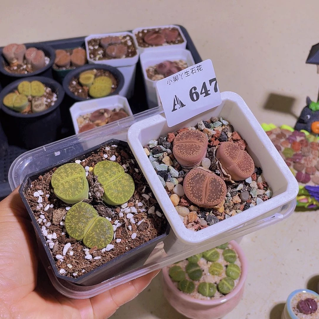 ^***蓉647生石花生的话生石花