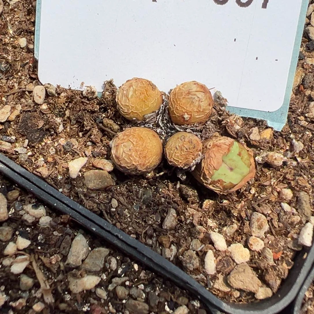 4-07 1968红嘴多肉植物