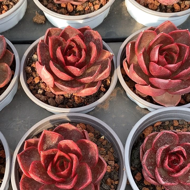 58血红灯单头 福利多多