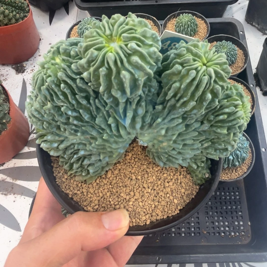 蝌蚪球缀化带盆带土