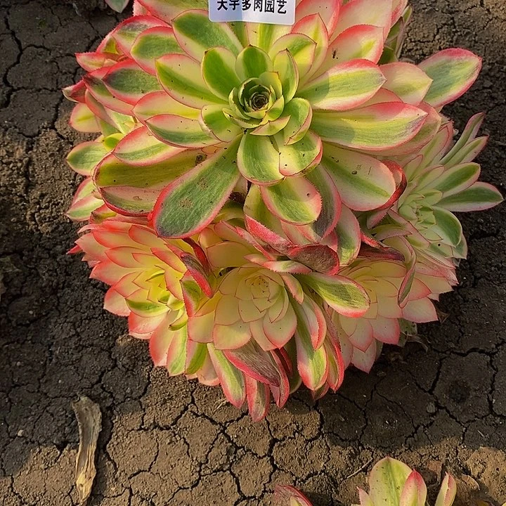 多肉荔枝960多肉