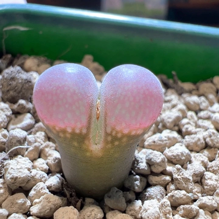 100。青蛙3年pv1089鲑鱼粉 狂欢双十一85折后价