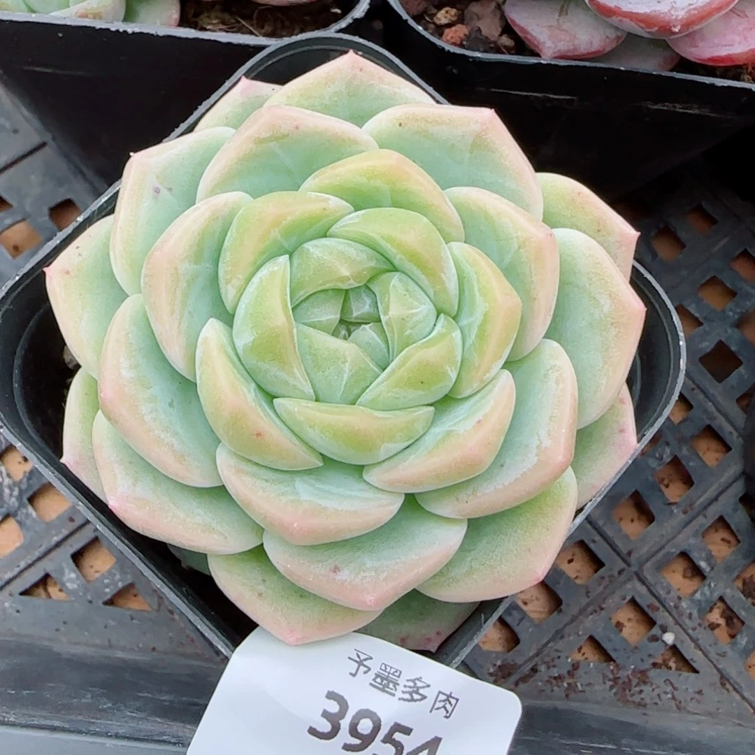 白桃，3954多肉植物