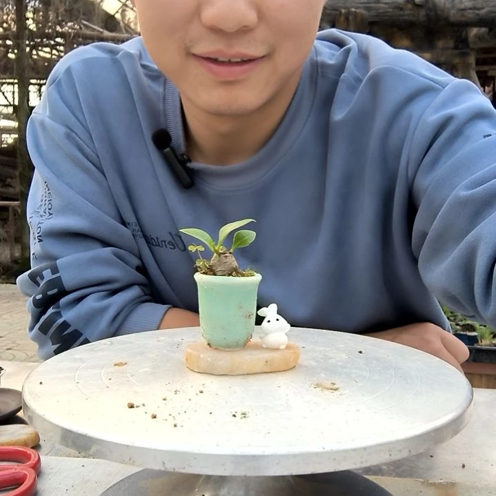 ＋小盆景小植物一物一拍418