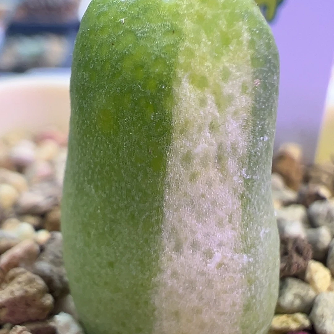 拉姆锦  肉锥植物