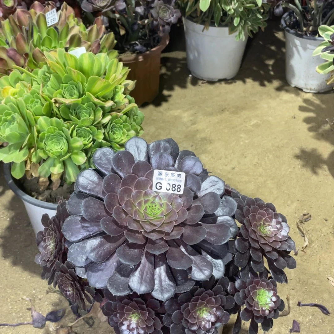 088黑铜壶多肉法师断枝不包